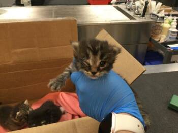 MYSTIC -  Domestic Short Hair Cat for Adoption in Thousand Palms, California - MYSTIC | PetCurious
