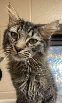 Rescue Domestic Long Hair Cats for Adoption in Germantown, Tennessee - Bobby | PetCurious