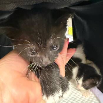 Astrid -  Domestic Short Hair Cat for Adoption in Norman, Oklahoma - Astrid | PetCurious