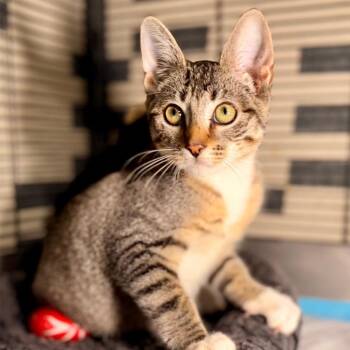 Zaki -  Domestic Short Hair Cat for Adoption - Zaki | PetCurious
