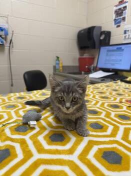 Katniss -  Domestic Short Hair Cat for Adoption in Westland, Michigan - Katniss | PetCurious