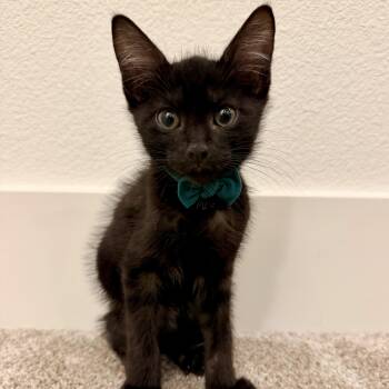 Ceres -  Domestic Short Hair Cat for Adoption in Bentonville, Arkansas - Ceres | PetCurious