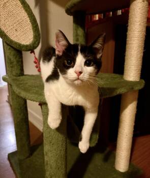 Domestic Short Hair Cats Available for Adoption - Henry | PetCurious
