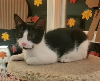 Stewie -  Domestic Short Hair Cat for Adoption in Fullerton, Pennsylvania - Stewie | PetCurious