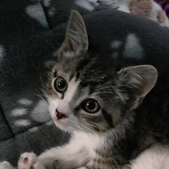 Ripley -  Domestic Short Hair Cat Available for Adoption in Leonardtown, Maryland - Ripley | PetCurious