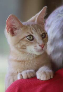 Rescue Domestic Short Hair Cats for Adoption in North Fort Myers, Florida - Madagascar | PetCurious