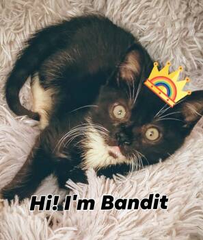 Rescue Domestic Short Hair Cats for Adoption in Liberty, New York - Bandit | PetCurious