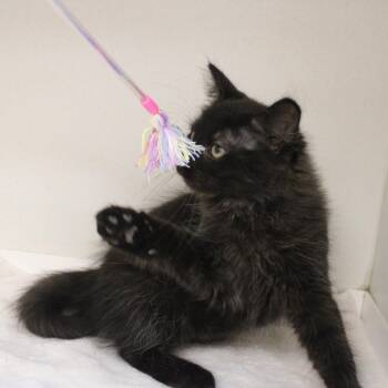 Tres -  Domestic Short Hair Cat for Adoption in Champaign, Illinois - Tres | PetCurious