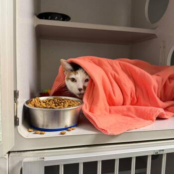 Domestic Short Hair Cats Available for Adoption in Parkersburg, West Virginia - Truffles | PetCurious