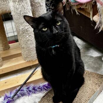 Deep Dive -  Domestic Short Hair Cat for Adoption in Maple Ridge, British Columbia - Deep Dive | PetCurious