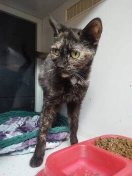 Fiji -  Domestic Short Hair Cat for Adoption in Kalamazoo, Michigan - Fiji | PetCurious