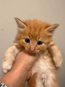 *Cisco -  Domestic Short Hair Cat for Adoption in Newnan, Georgia - *Cisco | PetCurious