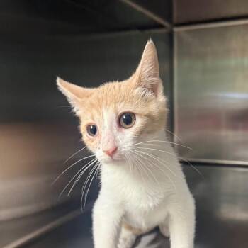 Nellie 2817 -  Domestic Short Hair Cat for Adoption in Hamilton, Georgia - Nellie 2817 | PetCurious