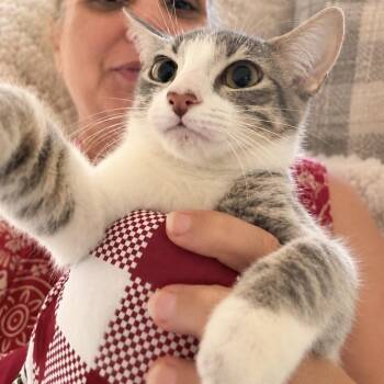 Sterling Z -  Domestic Short Hair Cat for Adoption in Fort Lauderdale, Florida - Sterling Z | PetCurious