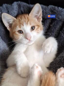 Cody -  Tabby and Domestic Short Hair Cat for Adoption in Yorba Linda, California - Cody | PetCurious