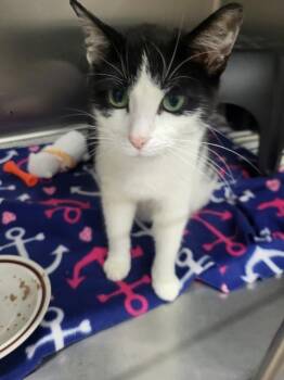 Magpie -  Domestic Short Hair Cat for Adoption in Medford, Wisconsin - Magpie | PetCurious