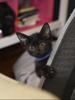 Leonardo -  Domestic Short Hair Cat for Adoption in Liverpool, Texas - Leonardo | PetCurious
