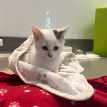 Domestic Short Hair Cats Available for Adoption in Los Angeles, California - Ratatouille | PetCurious