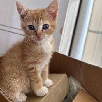 Clumsy Oof -  Domestic Short Hair Cat for Adoption in Fredericksburg, Virginia - Clumsy Oof | PetCurious