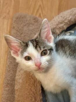 Rescue Domestic Short Hair Cats for Adoption in Minneapolis, Minnesota - Wynn | PetCurious