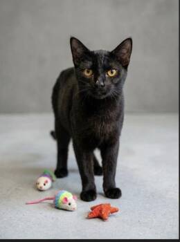 Syracuse -  Domestic Short Hair Cat for Adoption - Syracuse | PetCurious