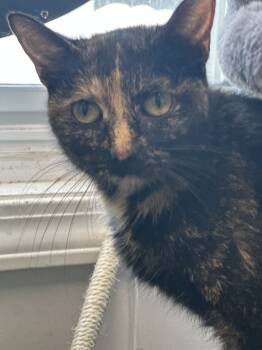 Rescue Domestic Short Hair Cats for Adoption in Evansville, Indiana - Nadya | PetCurious