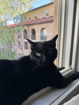 Domestic Short Hair Cats Available for Adoption in Aurora, Colorado - MOON | PetCurious