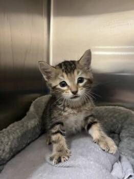 Bobby -  Domestic Short Hair Cat for Adoption in Farmers Branch, Texas - Bobby | PetCurious