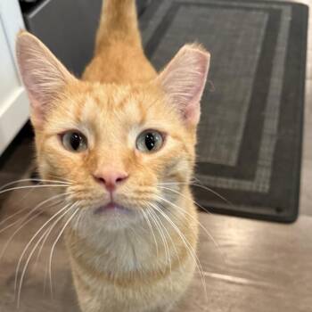 Rescue Domestic Short Hair Cats for Adoption in Cincinnati, Ohio - Taco | PetCurious