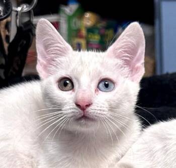 Snow -  Domestic Short Hair Cat for Adoption in Lafayette, Louisiana - Snow | PetCurious