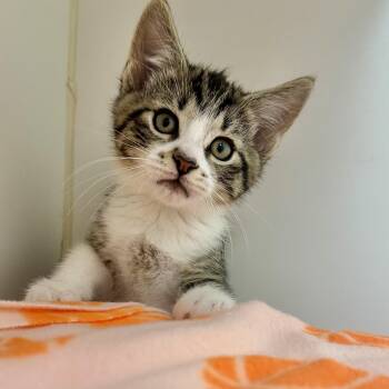 Dumbledore -  Domestic Short Hair Cat for Adoption in Reisterstown, Maryland - Dumbledore | PetCurious