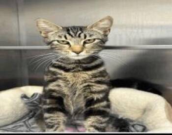 Freesia -  Domestic Short Hair Cat for Adoption in Largo, Florida - Freesia | PetCurious