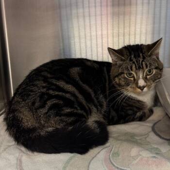 Engine -  Domestic Short Hair Cat for Adoption - Engine | PetCurious