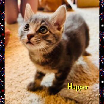 Hopper -  Domestic Long Hair Cat for Adoption in Red Lodge, Montana - Hopper | PetCurious