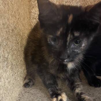 Lark -  Domestic Short Hair Cat for Adoption in Philadelphia, Pennsylvania - Lark | PetCurious