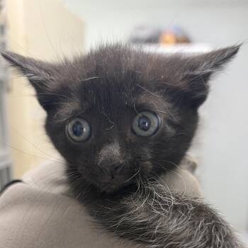 George @ Dorchester Road PetSmart -  Domestic Short Hair Cat Available for Adoption in Summerville, South Carolina - George @ Dorchester Road PetSmart | PetCurious