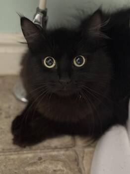 Domestic Short Hair Cats Available for Adoption in Fruit Heights, Utah - Aunt May | PetCurious