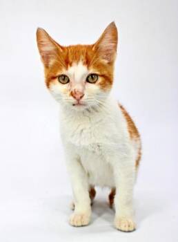 Studly -  Domestic Short Hair Cat for Adoption in Morton Grove, Illinois - Studly | PetCurious