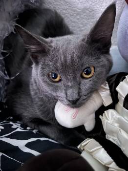Rescue Domestic Short Hair Cats for Adoption in Davis, California - Honeynut | PetCurious