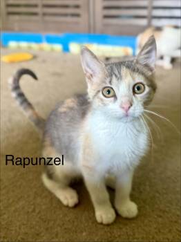 Rapunzel -  Domestic Short Hair Cat for Adoption in Saint Charles, Missouri - Rapunzel | PetCurious