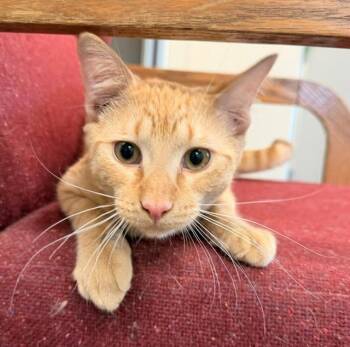 Marty -  Domestic Short Hair Cat for Adoption in Ladysmith, Wisconsin - Marty | PetCurious
