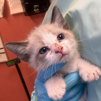 Hermit -  Domestic Short Hair Cat for Adoption in Flagstaff, Arizona - Hermit | PetCurious