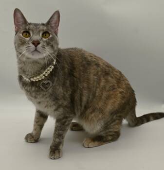 Misty (Belly Rub Queen) -  Tabby Cat for Adoption in Mobile, Alabama - Misty (Belly Rub Queen) | PetCurious