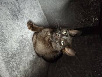 BB -  Domestic Short Hair Cat for Adoption in Elk Grove, California - BB | PetCurious