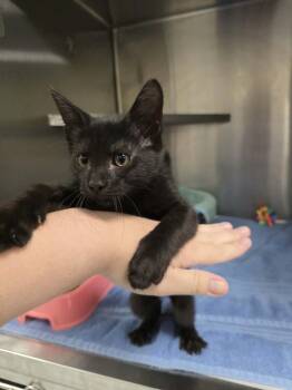 Velcro -  Domestic Short Hair Cat for Adoption in Umatilla, Florida - Velcro | PetCurious