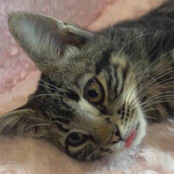 Pyro Joslin-CJ -  Domestic Short Hair Cat for Adoption in Tallahassee, Florida - Pyro Joslin-CJ | PetCurious