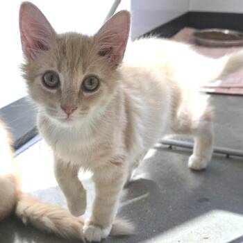 Swanson -  Domestic Short Hair Cat for Adoption in Fort Wayne, Indiana - Swanson | PetCurious