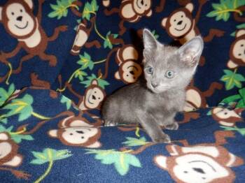 CHAOS -  Domestic Short Hair Cat for Adoption in San Jose, California - CHAOS | PetCurious
