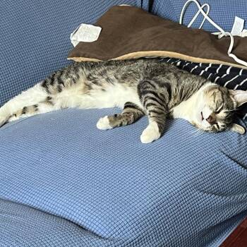 Domestic Short Hair Cats Available for Adoption - Checkpoint | PetCurious