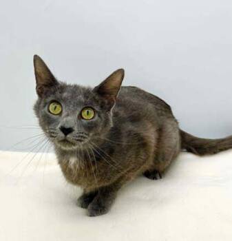 Domestic Short Hair Cats Available for Adoption in Bowling Green, Kentucky - Nikki | PetCurious